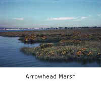Arrowhead Marsh