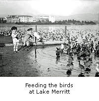 Birds at Lake Merritt
