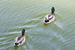 Ducks Photo